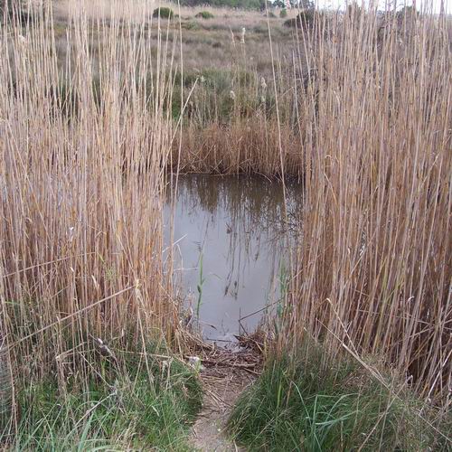 Albufera_ (3).jpg
